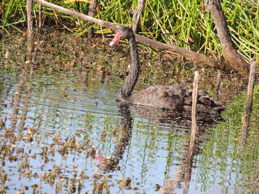 Black Swan near Bird Hide in Narawntapu N.P.